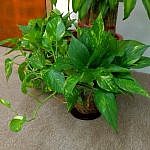 Big-leaf water plants 催財大葉水種植物